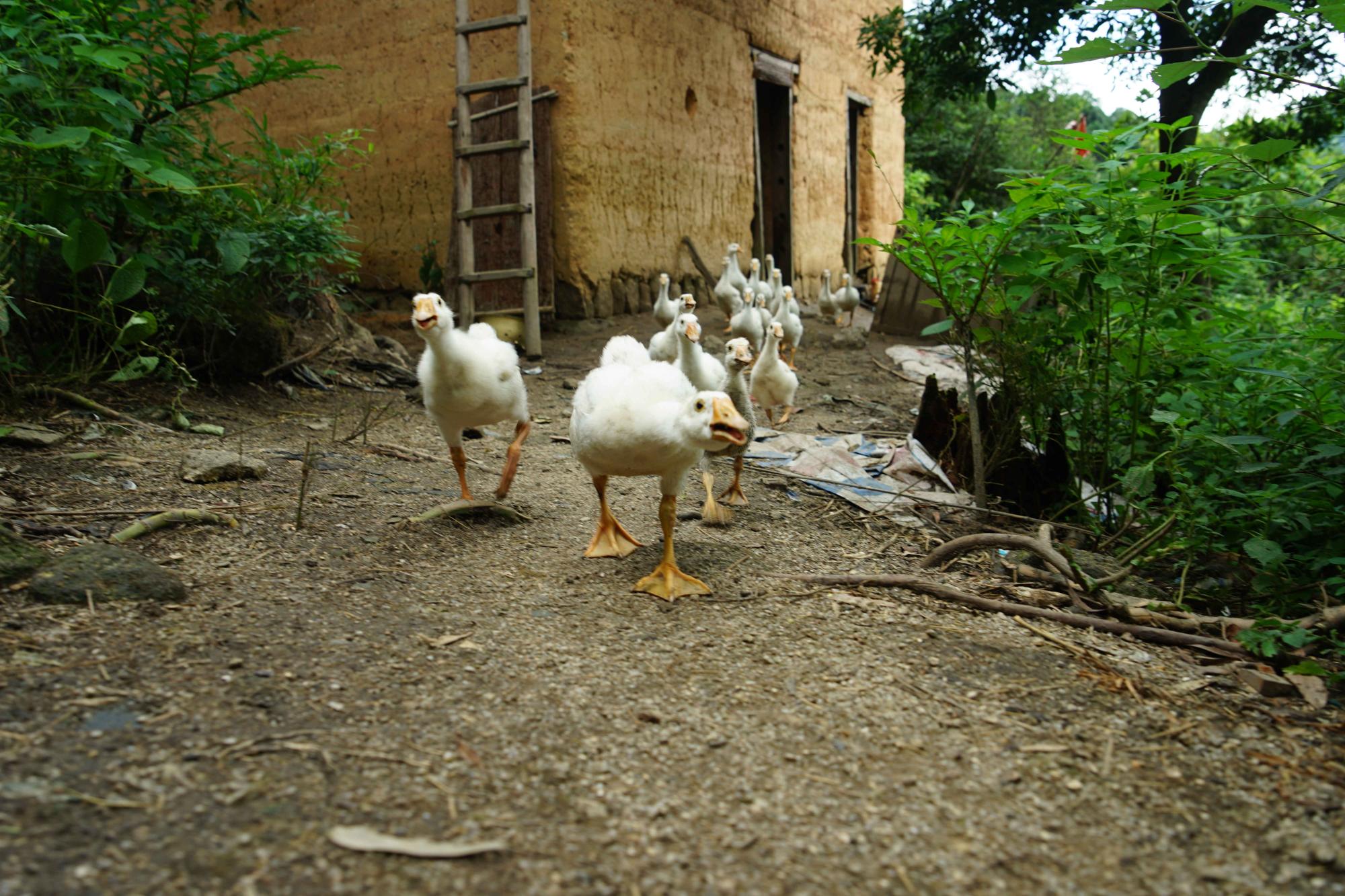 Ducks cute