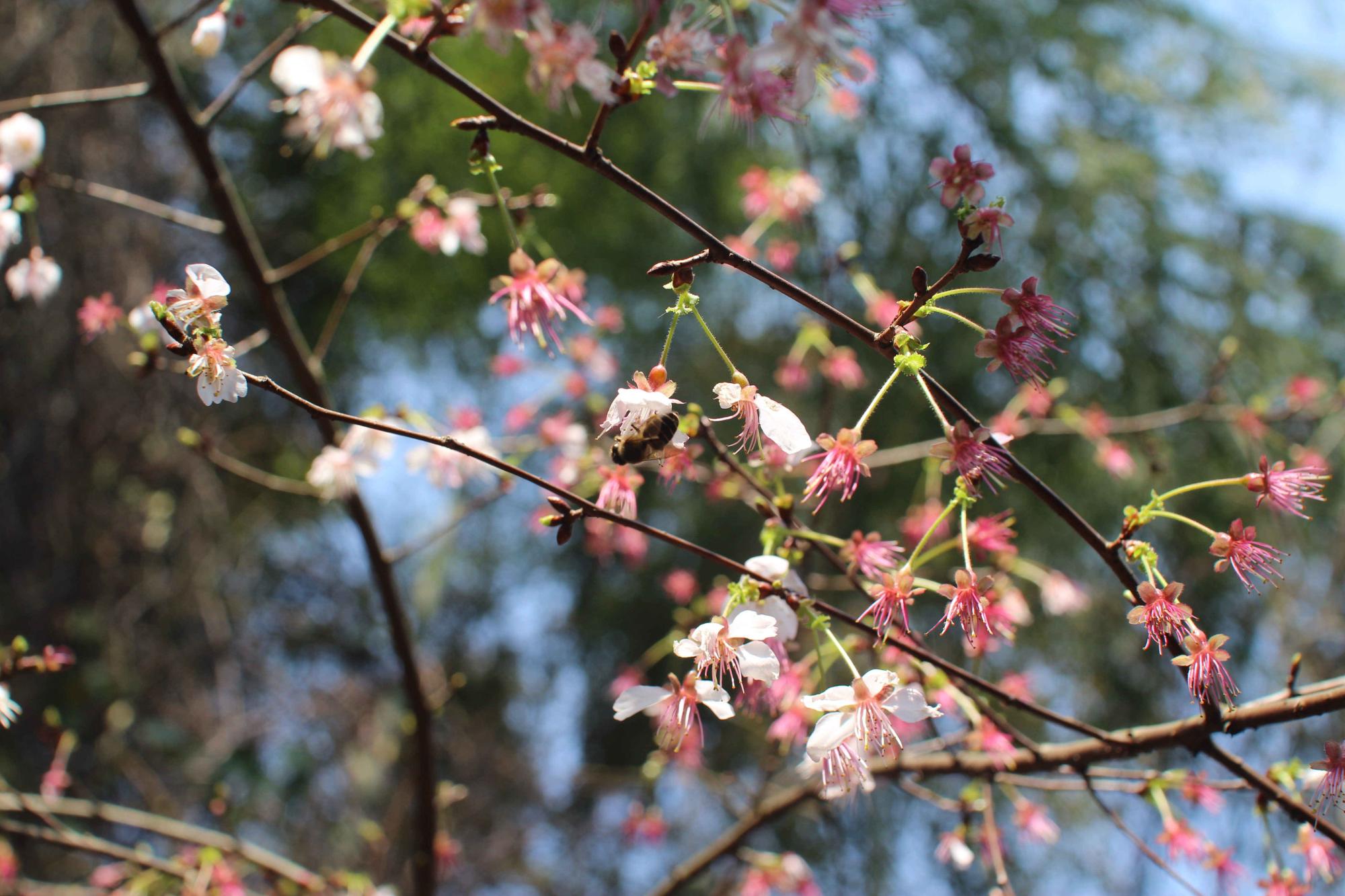 Cherry Blossoms