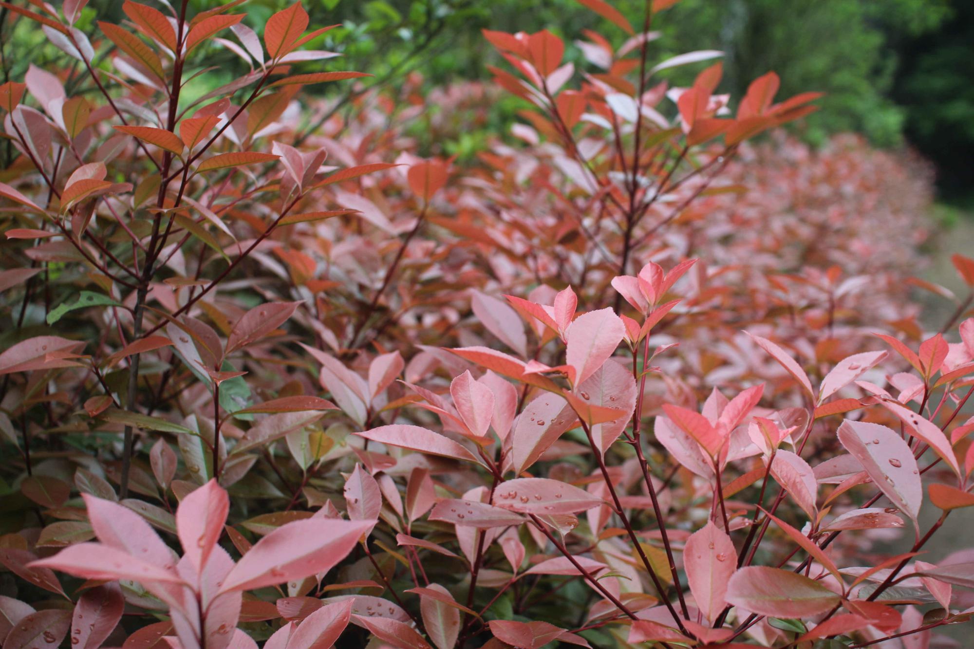 Red Leaves